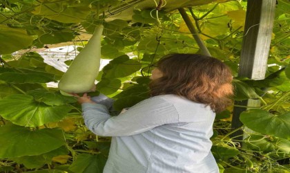 Bayburtta Haylan kabağı hasadı