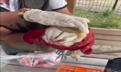 Bitkin halde bulunan peçeli baykuş tedavi edildi