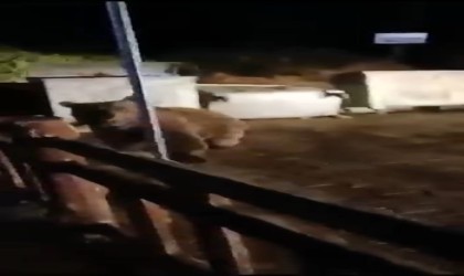 Bursada ayının saldırısından son anda kurtuldu: O anlar kamerada