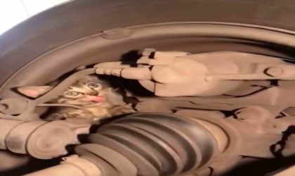 Bursada yavru kedi seferberliği