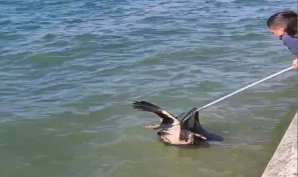 Denize düşen yaralı leyleğin yardımına itfaiye yetişti