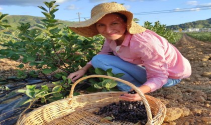 Erdekte aronya üretimi başladı