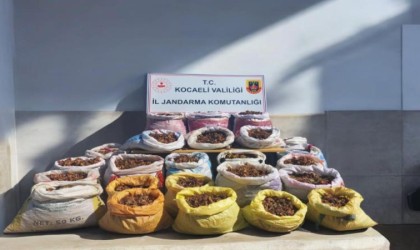 Fındık hırsızları kıskıvrak yakalandı