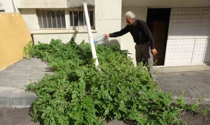 Görenler gözlerine inanamadı, karpuz yetiştirilmeyen Sivasta betonda karpuz yetişti