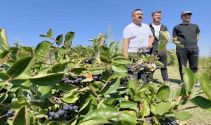 Her derde deva aronya hasadı başladı