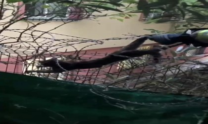 Kartalda dikenli tellere sıkışan kedi böyle kurtarıldı