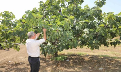 Mudanyalı üreticilere çifte müjde