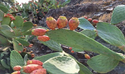 Muğlada dikenli incir, ekonomiye kazandırılıyor