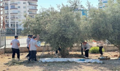 Öğrenciler okul bahçesinde zeytin topladı