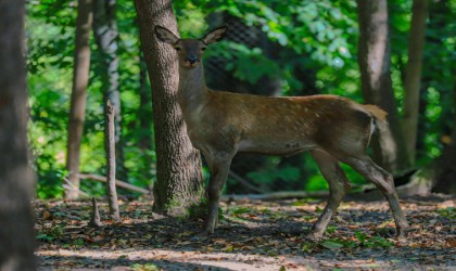 Ormanyada üretilen kızıl geyikler doğaya salınacak