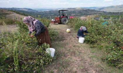 (Özel) Hücreleri yeniliyor, diabete iyi geliyor şimdi pazar arıyor
