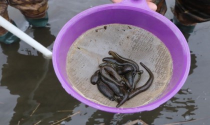 Samsundan tıbbi sülük ihracatı