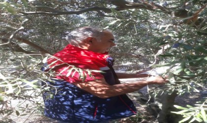 Sökede pamuk zararlıları ile mücadele sürüyor