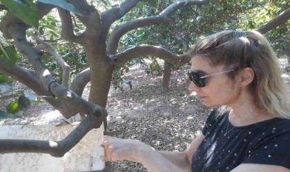 Sökede zararlılara karşı tuzak kontrolleri yapıldı