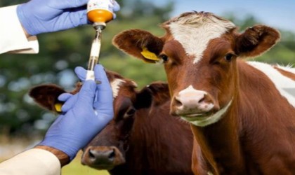 Sonbahar şap aşılama programı başlıyor