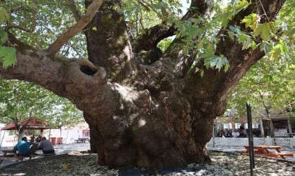 Tarihin 800 yıllık sessiz tanığı kökleriyle toprağa, dallarıyla gökyüzüne uzanıyor
