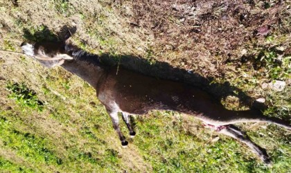 Vanda ayının saldırdığı eşek telef oldu