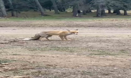 Yanlarına gelen tilkiyi ekmekle beslediler