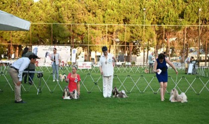 Yarışmaya katılan köpekler dikkat çekti