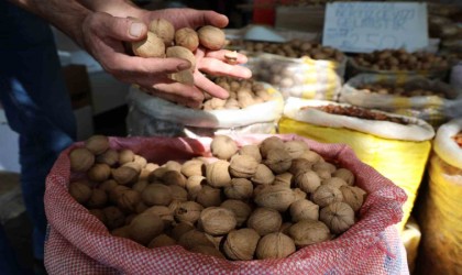 Amerikanın Chandler cevizine rakip Maraş-18 cevizi