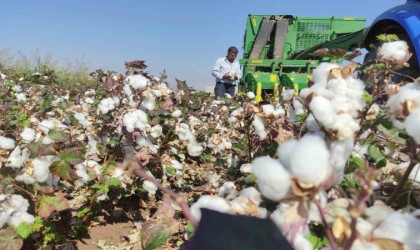 Araban Ovasında makineli pamuk hasadı başladı
