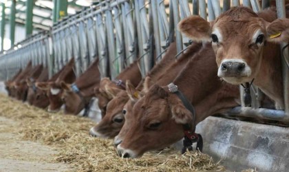 Avrupayı saran mavi dil hastalığı nedeniyle Türkiye ithalatı durdurdu