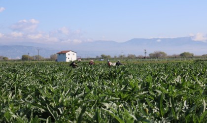 Aydın Enginarının coğrafi işaret tescilinde geri sayım başladı