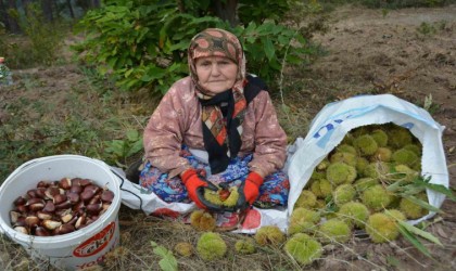 Balıkesirde kestane hasadı başladı