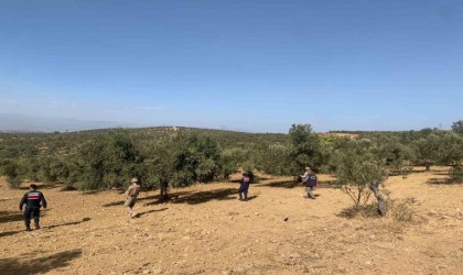 Balıkesirde zeytinliklere jandarma koruması