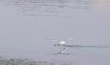 Cizrede su yüzeyine çıkmaya çalışan su samuru, martı saldırısına uğradı