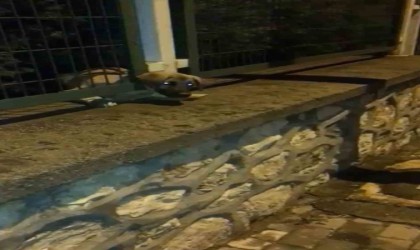 Demir korkuluklara sıkışan yavru köpek böyle kurtarıldı