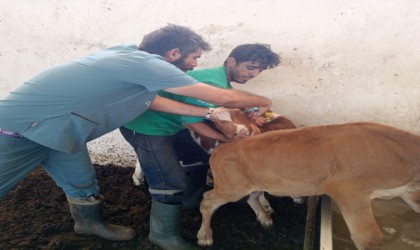 Didim Tarım ve Orman Müdürlüğünün aşılama çalışmaları sürüyor