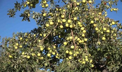 Ercişte kışlık elma hasadı başladı