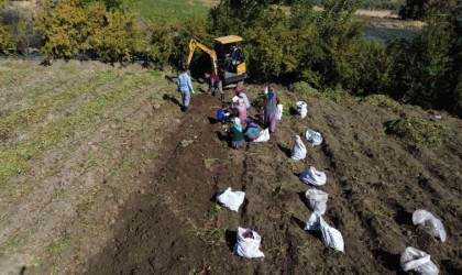 Ezberlerdeki patates algısını bozan tatlı patateste hasat zamanı