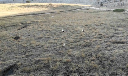 Kahramanmaraşta Söğüt Yaylasının son leylek kafilesi göç yolculuğuna başladı