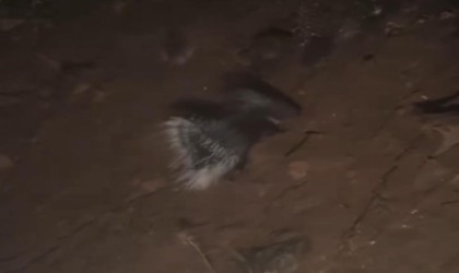 Konyada nesli tükenme tehlikesi altında olan oklu kirpi görüntülendi