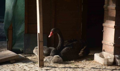 Kuğulu Parkta 29 Ekim Cumhuriyet Bayramında 5 kuğu yavrusu dünyaya geldi