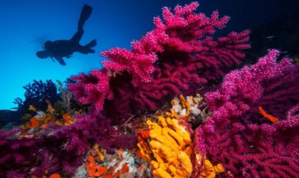 Milli Sporcu Şahika Ercümen, Ayvalıkta dalış yaparak kırmızı mercanları tanıtacak