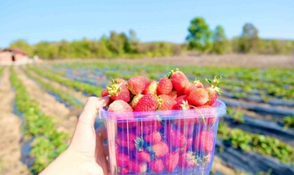 Samsunda çilek üretimi yaygınlaşıyor