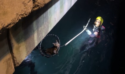 Sarıyerde denize düşen kediyi kurtarma operasyonu