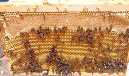 Son yıllarda doğal yaşam alanlarına insanların müdahalesi, tozlayıcı arı türlerinin sayısını azalttı