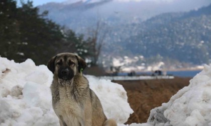 Abant Gölünde masalsı kış güzelliği