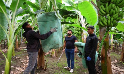 Adanada ekim alanı 100 kat artan muzda hasat başladı