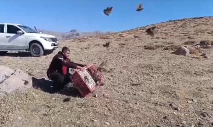 Antalyada doğaya 240 çil keklik salındı