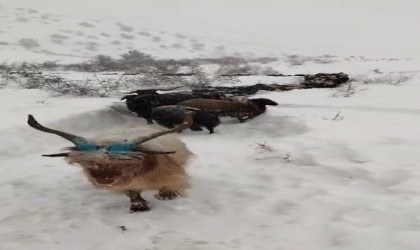 Artvinde besicinin zorlu kar yolculuğu