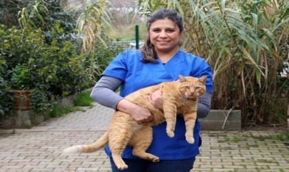 Ataşehirde 7 ayda 7 bine yakın hayvan tedavi edildi