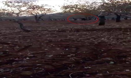 Bahçeye giren domuzu traktörle kovaladı