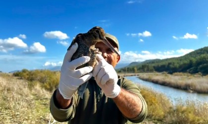 Bitkin orman çulluğu özgürlüğe kanat çırptı