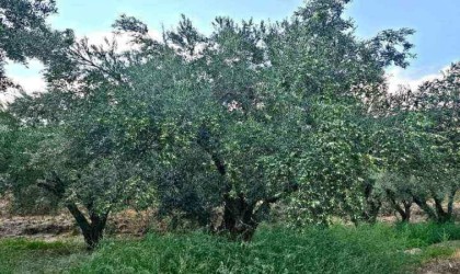 Denizli Milletvekili Ün zeytin üreticisinin sorunlarına dikkat çekti