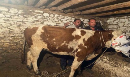 Firari inek 42 günlük kovalamacanın ardından yakalandı